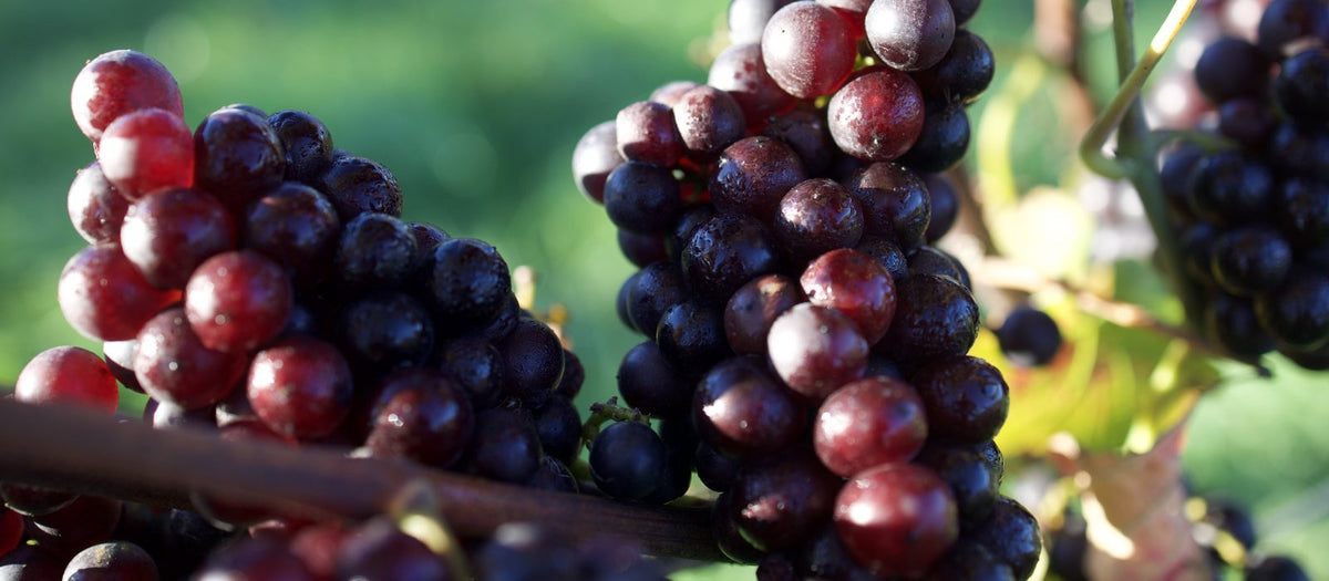 Ripe red grape clusters on the vine