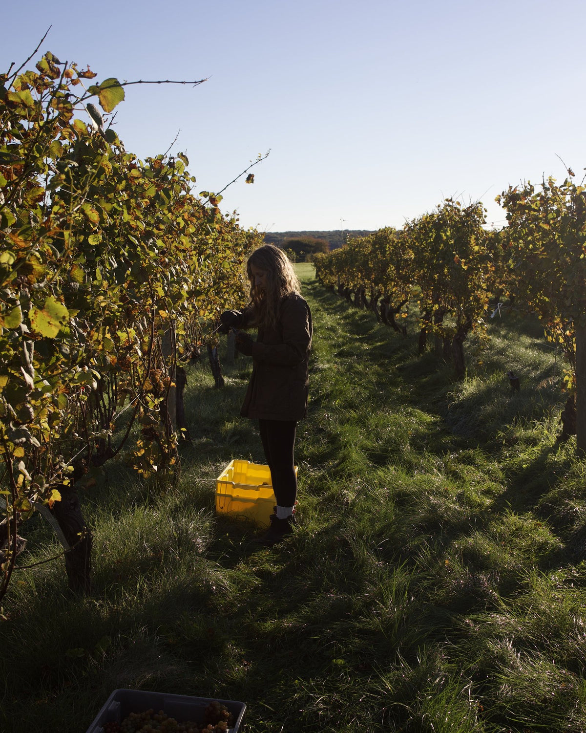 Picking grapes between the vineyard rows at harvest